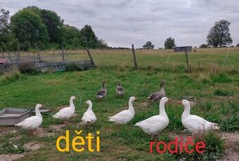 Husy české, husy landeské, indičtí běžci