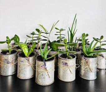 Pokojové rostliny s ručně zdobenými květináči