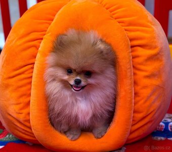 Mini Pomeranian s PP