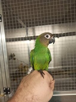 Ručně dokrmené vymazlené