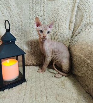 Sphynx kocourek velký mazel