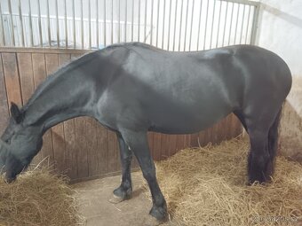 LUXUSNÍ TOP FRÍSKÁ KLISNA KOBYLKA FRÍSKÝ KŮŇ