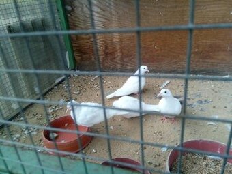 Prodám letošní Hrdličky Chechtavé