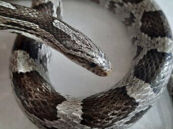 Užovka červená - 0.1 AD NZ 2016