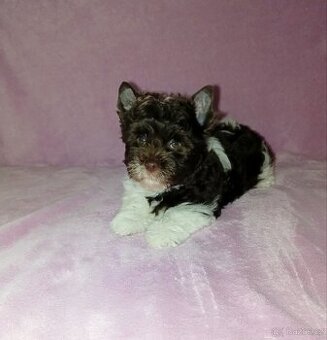 Jorkšírský teriér s PP štěňata - Yorkshire terrier