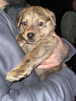 Rotvajler křížení