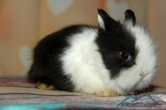 Zakrslý králíček Teddy s VP/sameček DONALD_ doprava po ČR