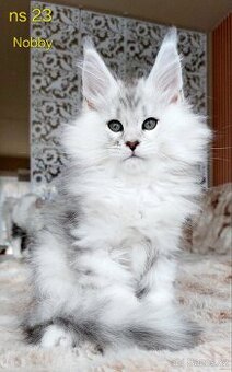 Mainská mývalí koťátka s PP