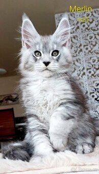 Mainská mývalí koťátka s PP