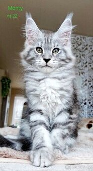 Mainská mývalí koťátka s PP