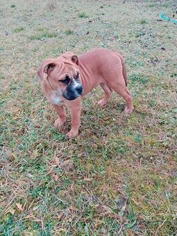 Kontinentálni bulldog