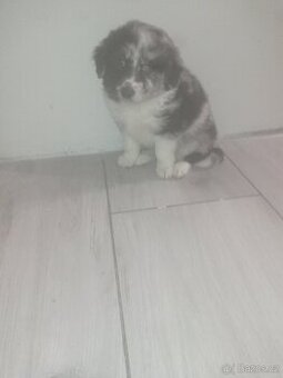 border kolie blue merle