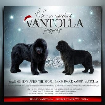 Novofundlandský pes  - černá štěňata fenky