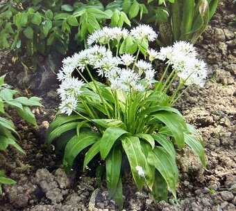 Medvědí česnek 20 cibulek za 50,-Kč