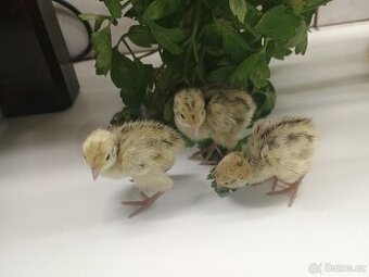 Křepelka japonská nosná