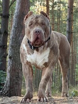 American bully XL - krytí