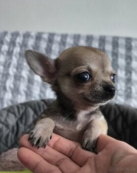 Čivava - štěňátko pejsek.