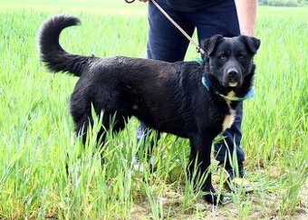 CHICAGO K ADOPCI - 3 ROKY, KONTAKTNÍ, HRAVÝ, AKTIVNÍ - 1