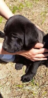 Labrador fenka