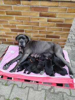 Štěňata Cane Corso