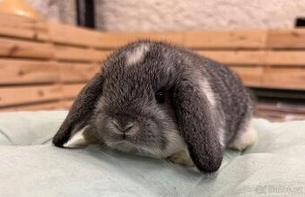 Zakrslý králík - beránek