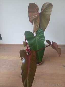 Philodendron Red - 1