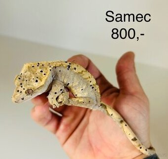 Pagekon řasnatý
