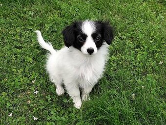 Fenka phalene s PP (ne papillon)