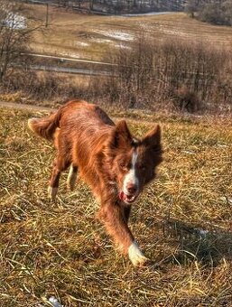 Border collie fenka s PP