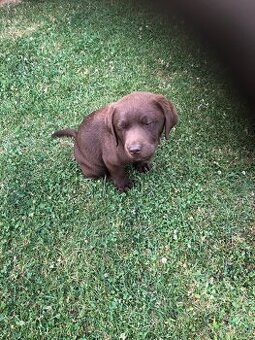 Labrador