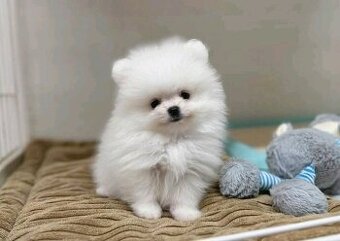 Pomeranian-mini