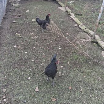 Kohoutci 5 měsíců