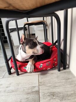 American Bully