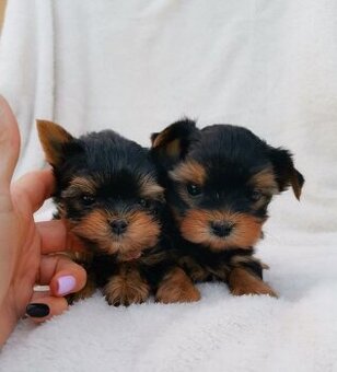 Jorkšírský teriér