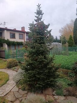 Vánoční strom korejská jedle 2,7m,uříznutá těsně před Vánoci - 1