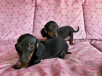 Štěňátka Krátkosrsteho Jezevčíka