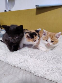 Dám koťátka do dobrých rukou zdarma