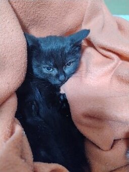 Dám koťátka do dobrých rukou zdarma