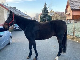 11 lety Valach na rekreaci