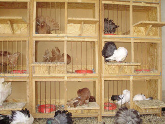 Pávíci žlutí a červení v novém typu