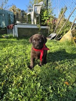 štěně labrador a hnědé a černé IHNED (platné do smazani)