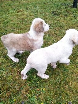 Středoasijský pastevecký pes s PP