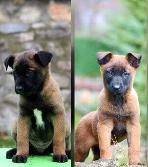 Belgický ovčák malinois štěňata