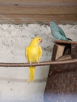 Alexander malý, mníšci, korely,rozely,andulky