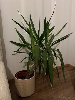 Yucca – pokojová rostlina s květináčem