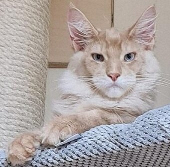 Sunlight - Mainská mývalí kočka s PP