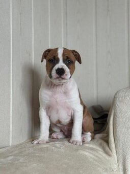 Americký stafordšírský teriér s PP - 1