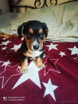Jezevčík trpasličí krátkosrstý x Jack Russell teriér