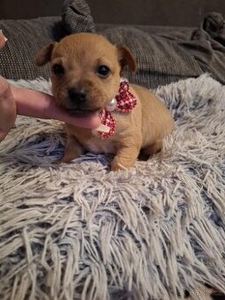 Stěně Čivava X Pražský Krysařík