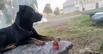 Daruji Dejmona Pouze do dobrych rukou 